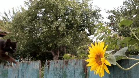 Brown, thin skinny cat climbs the old fence Stock Footage 92633089