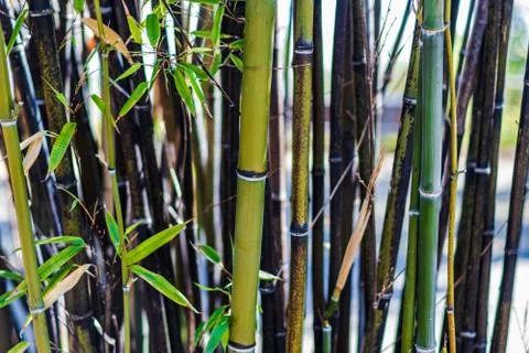 Brown thinning sick bamboo patch Stock Photos