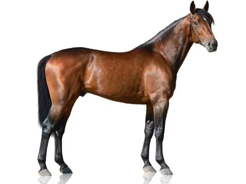 The brown thoroughbred stallion standing isolated on white background Stock Photos