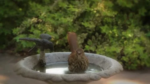 Brown Thrasher in Bird Bath Stock Footage 8930904