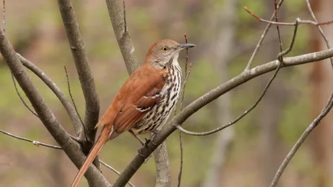Brown Thrasher Bird Stock Footage 173833932