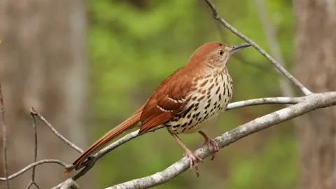Brown Thrasher Bird Stock Footage 179053767