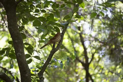 Brown Thrasher Bird Stock Photos