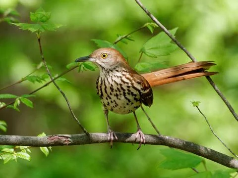 Brown Thrasher Bird 库存照片