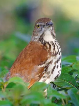 Brown Thrasher Close Up Stock Photos