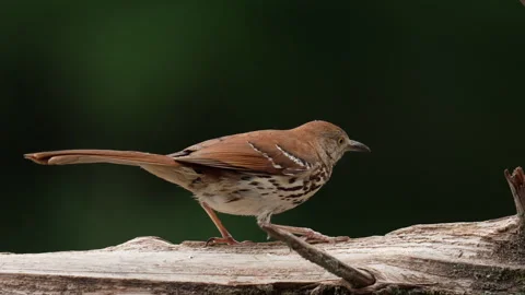 Brown Thrasher on dead fallen Cedar log in the North Carolina Stock Footage 310313653