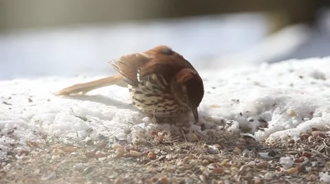 Brown Thrasher Feeding Video stock 66064703