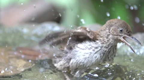 Brown thrasher Видео 39695895
