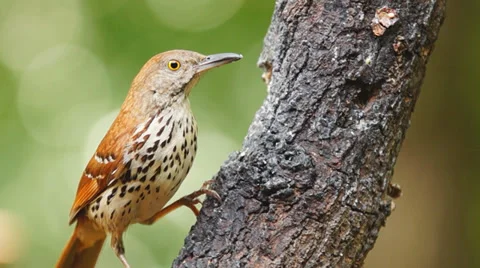 Brown thrasher Stock Footage 39834249