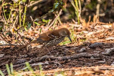 Brown thrasher on the ground Stock Photos