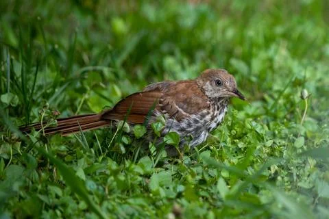 Brown Thrasher on the ground. Stock Photos