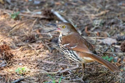 Brown Thrasher on the Ground 库存照片