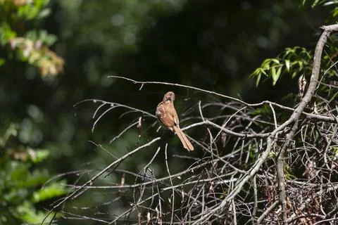 Brown Thrasher on a Limb Stock Photos