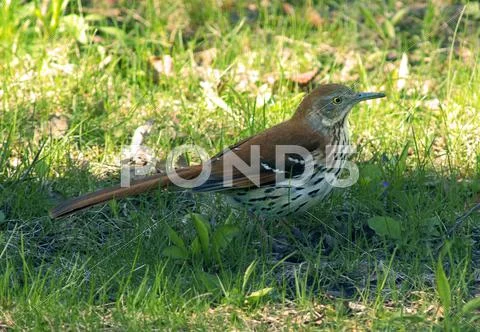 Brown thrasher Stock Photos