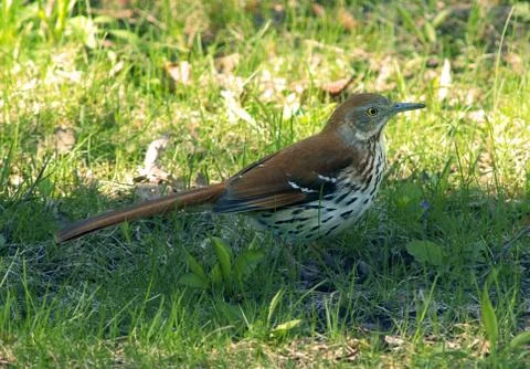 Brown thrasher Stock Photos