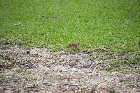 Brown Thrasher Stock Photos