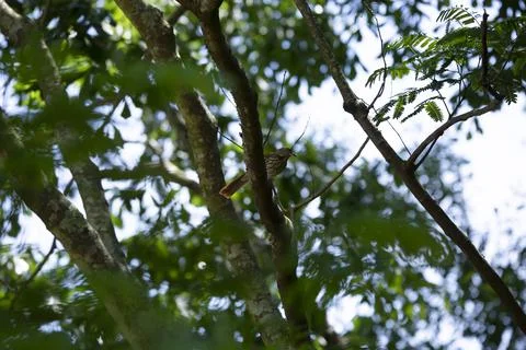 Brown Thrasher Stock Photos