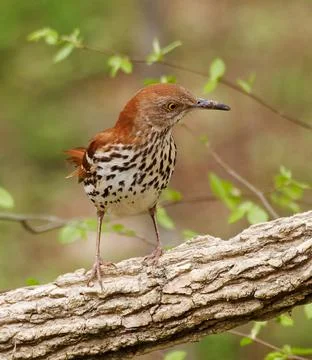 Brown Thrasher Foto stock
