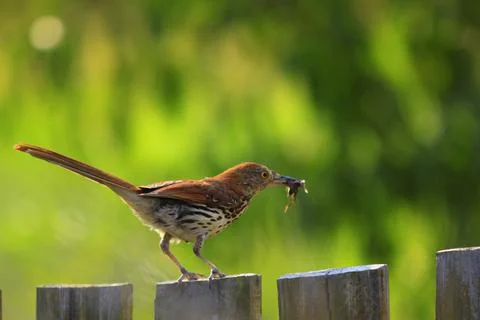 Brown Thrasher Stock Photos