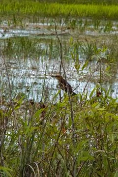 Brown Thrasher, Stock Photos