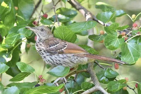 Brown Thrasher Stock Photos