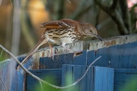 Brown Thrasher. Stock Photos