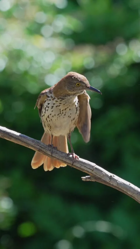 Brown Thrasher Preening Its Feathers After Taking a Bath Vídeos de archivo 335469260