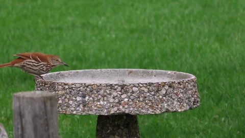 Brown Thrasher takes a drink at a backyard birdbath Video stock 75657447