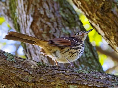 Brown Thrasher On Tree Foto stock