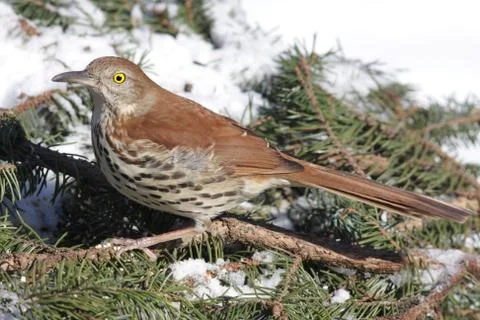 Brown thrasher in winter Stock Photos