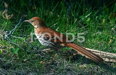 Brown thrasher2 Stock Photos