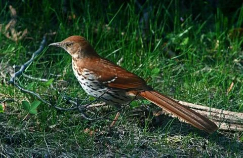 Brown thrasher2 Stock Photos