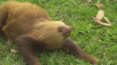 Brown Three Toed Sloth Stock Footage 32631670