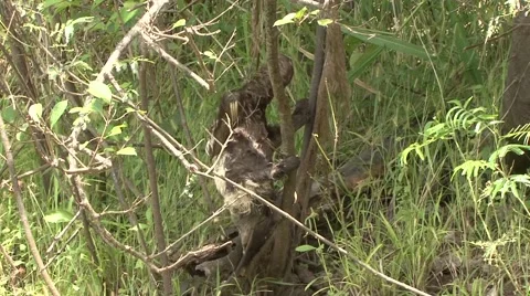 Brown-throated 3-toed Sloth climb amazon rainforest tree after crossing river Video stock 56152441
