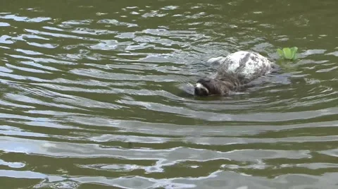 Brown-throated 3-toed Sloth swim over amazon tributary river during the day Stock Footage 56152797