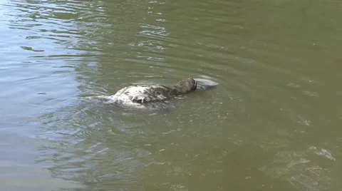 Brown-throated 3-toed Sloth swim over amazon tributary river during the day Stock Footage 56152842
