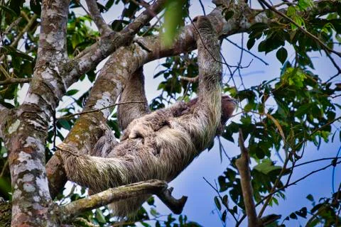 Brown throated 3 toed sloth with its new born baby in a tree Stock Photos