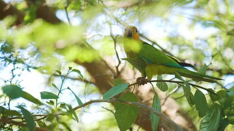 Brown-throated Parakeet standing on tree branch stepping across 库存影片 118938929