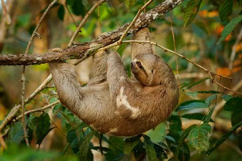 Brown-throated sloth - Bradypus variegatus species of three-toed sloth found  Stock Photos
