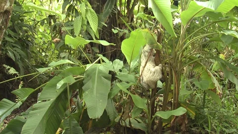 Brown-throated Sloth Climbing Small Sapling Wrong Tree in Jungle Stock Footage 134029396