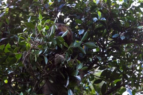 Brown-throated sloth high up a tree Stock Photos