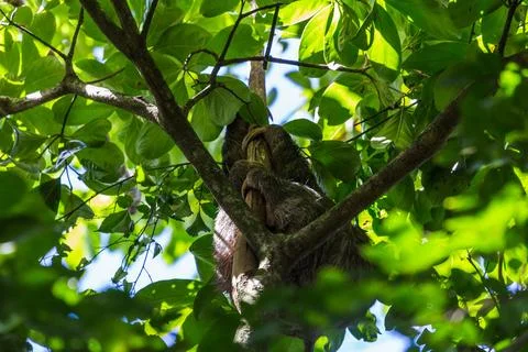 Brown-throated sloth sleeping in a tree Stock Photos