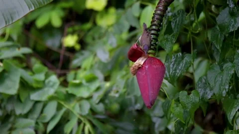 A brown-throated sunbird sips nectar Stock Footage 301225611