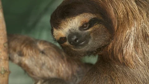 Brown-throated Three-toad sloth, Costa Rica Vidéo 111046567