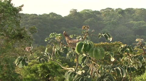 Brown-throated Three-toed Sloth warming up in the lowland rainforest canopy Stock Footage 55047479