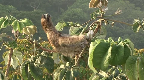 Brown-throated Three-toed Sloth warming up in the lowland rainforest canopy Stock Footage 55047507