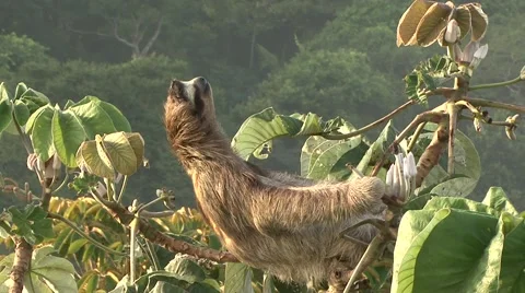 Brown-throated Three-toed Sloth warming up in the lowland rainforest canopy Stock Footage 55047579