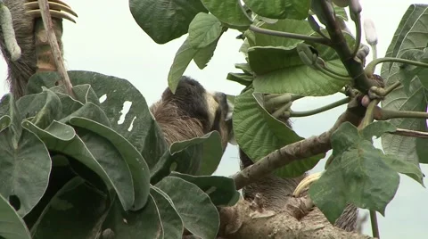 Brown-throated three-toed Sloth eating leaf in lowland rainforest canopy Stock Footage 55047744