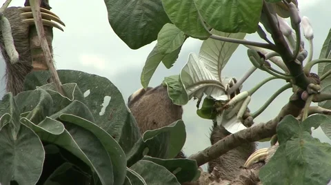 Brown-throated three-toed Sloth eating leaf in lowland rainforest canopy Stock Footage 55047764