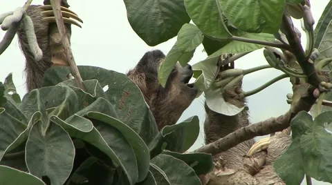 Brown-throated three-toed Sloth eating leaf in lowland rainforest canopy Stock Footage 55047765